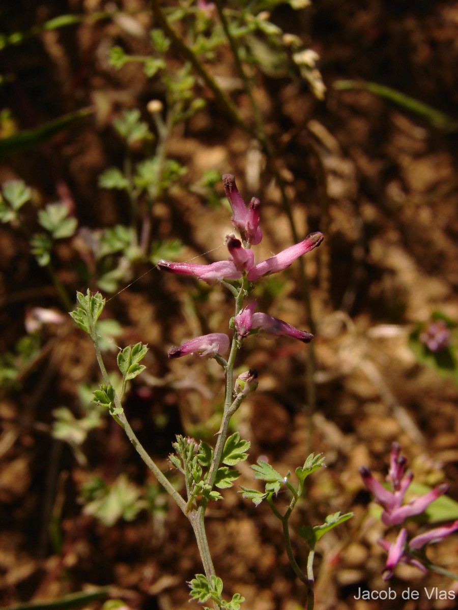 Fumaria vaillantii Loisel.